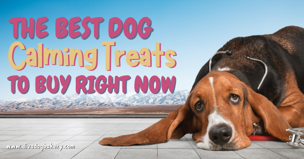 Blog - Diva Dog Bakery