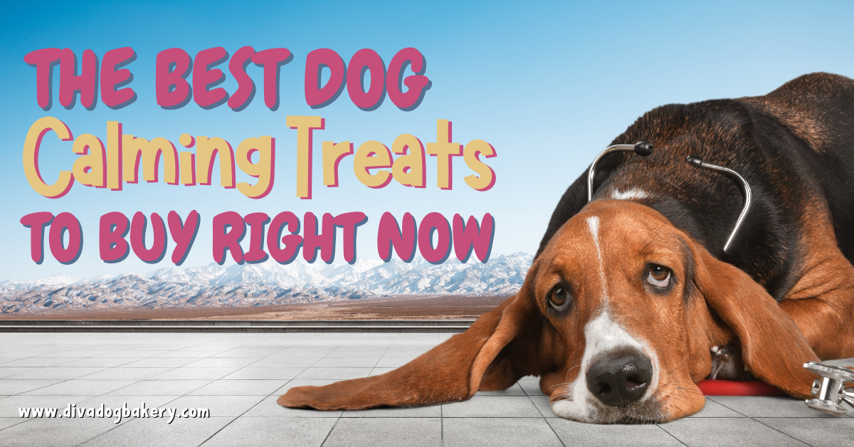 Looking for dog calming treats to help your pup? These fit the bill!