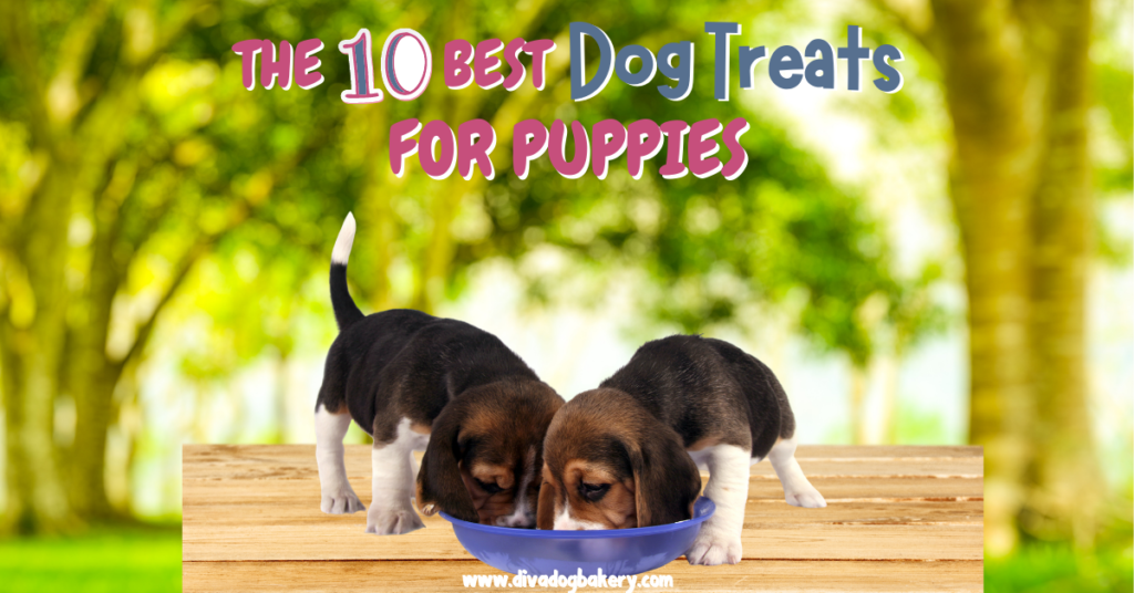The 10 Best Treats For Puppies Diva Dog Bakery
